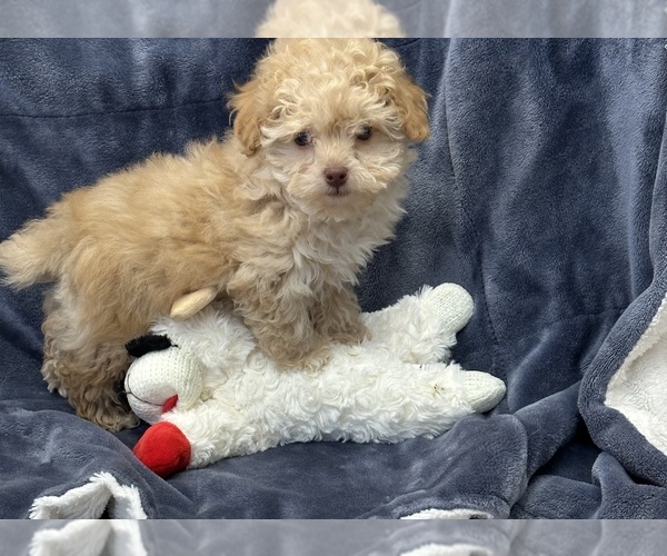 Medium Photo #4 Poodle (Toy) Puppy For Sale in SILEX, MO, USA