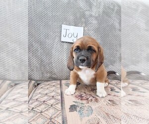 Puggle Puppy for sale in STANLEY, WI, USA