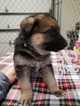 Small Photo #2 German Shepherd Dog Puppy For Sale in SHERIDAN, IN, USA
