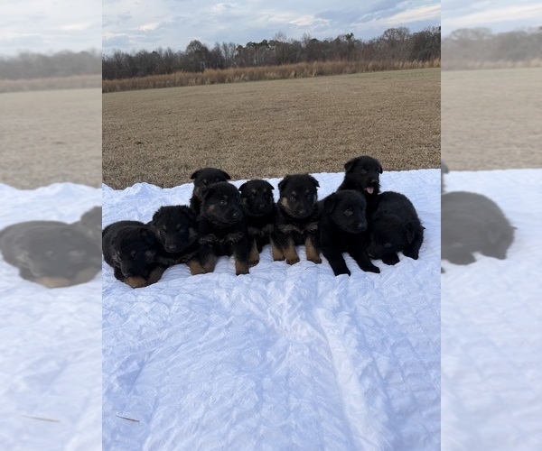 Medium Photo #2 German Shepherd Dog Puppy For Sale in GREENVILLE, NC, USA