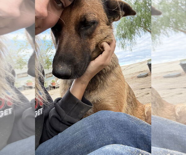 Medium Photo #2 Mutt Puppy For Sale in Imlay City, MI, USA