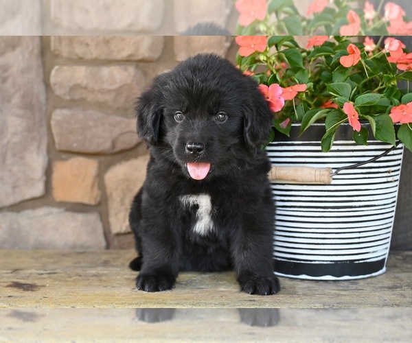 Medium Photo #1 Newfoundland Puppy For Sale in MILLERSBURG, OH, USA
