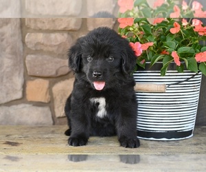 Newfoundland Puppy for sale in MILLERSBURG, OH, USA