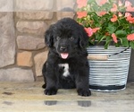 Image preview for Ad Listing. Nickname: Mia