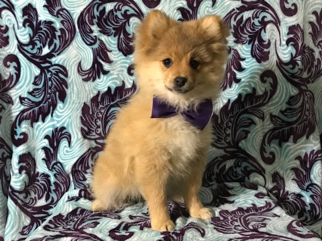 Medium Photo #10 Pom-Shi Puppy For Sale in HONEY BROOK, PA, USA