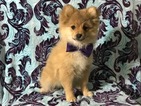 Small Photo #10 Pom-Shi Puppy For Sale in HONEY BROOK, PA, USA