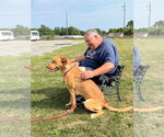 Small #5 American Staffordshire Terrier Mix