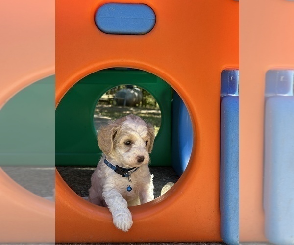 Medium Photo #6 Cavapoo Puppy For Sale in GREENVILLE, MO, USA