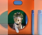 Small #5 Cavapoo