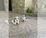 Small Photo #3 Cardigan Welsh Corgi Puppy For Sale in BOERNE, TX, USA