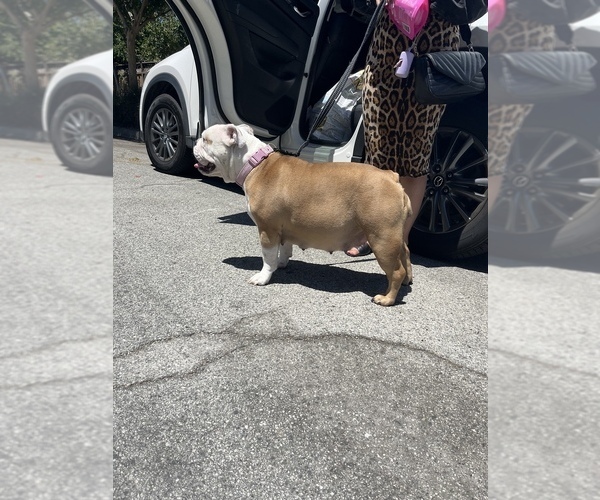 Medium Photo #1 Bulldog Puppy For Sale in SAN JOSE, CA, USA