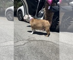 Small Photo #1 Bulldog Puppy For Sale in SAN JOSE, CA, USA