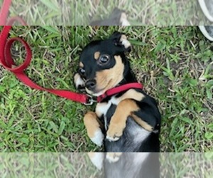Chihuahua-Unknown Mix Puppy for sale in LAKELAND, FL, USA