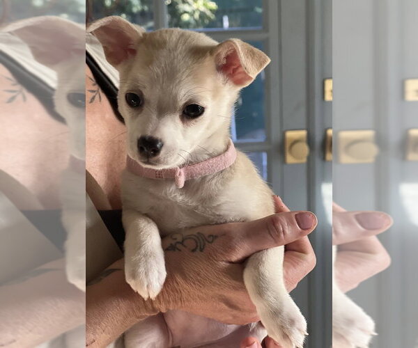 Medium Photo #3 Chihuahua-Unknown Mix Puppy For Sale in Dana Point, CA, USA
