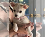 Small #2 Chihuahua Mix