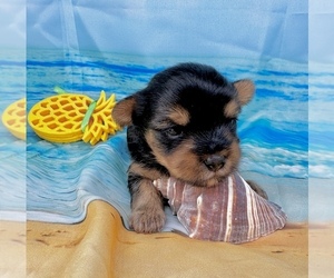 Morkie Puppy for sale in CASSVILLE, MO, USA