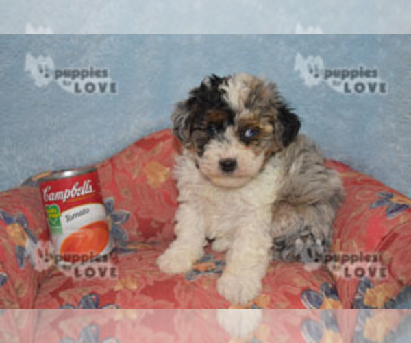Medium Photo #10 Aussiedoodle Puppy For Sale in SANGER, TX, USA