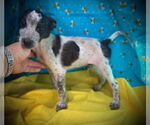 Small #2 Mutt