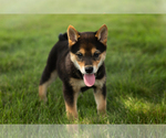 Small #16 Shiba Inu