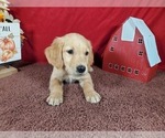 Small #5 Golden Retriever