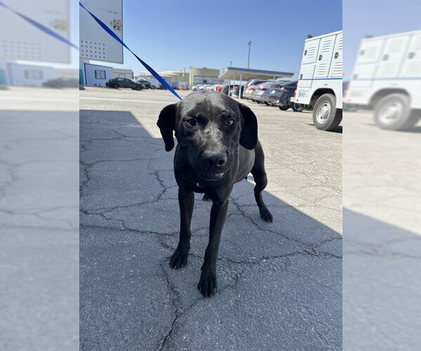 Medium Photo #1 Labrador Retriever-Unknown Mix Puppy For Sale in Bakersfield, CA, USA
