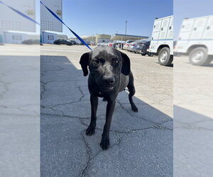 Labrador Retriever-Unknown Mix Dogs for adoption in Bakersfield, CA, USA