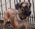 Small Photo #1 Cane Corso Puppy For Sale in LA PLATA, MD, USA