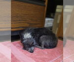 Small #10 Mutt