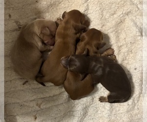 Dachshund Puppy for sale in CHARLOTTESVILLE, VA, USA