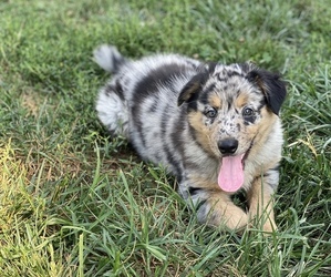 Border-Aussie Puppy for Sale in KUTZTOWN, Pennsylvania USA