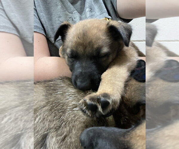 Medium Photo #2 Mutt Puppy For Sale in Imlay City, MI, USA
