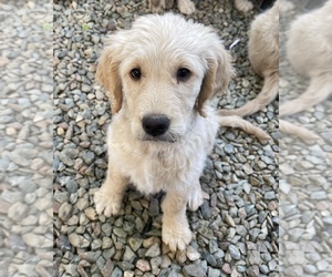 Goldendoodle Puppy for Sale in FLAGSTAFF, Arizona USA