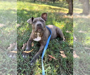 American Pit Bull Terrier-Unknown Mix Dogs for adoption in Claremore, OK, USA