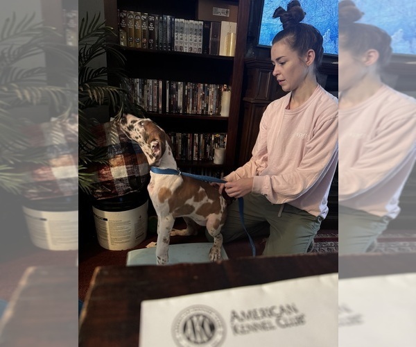 Medium Photo #11 Great Dane Puppy For Sale in ALIQUIPPA, PA, USA