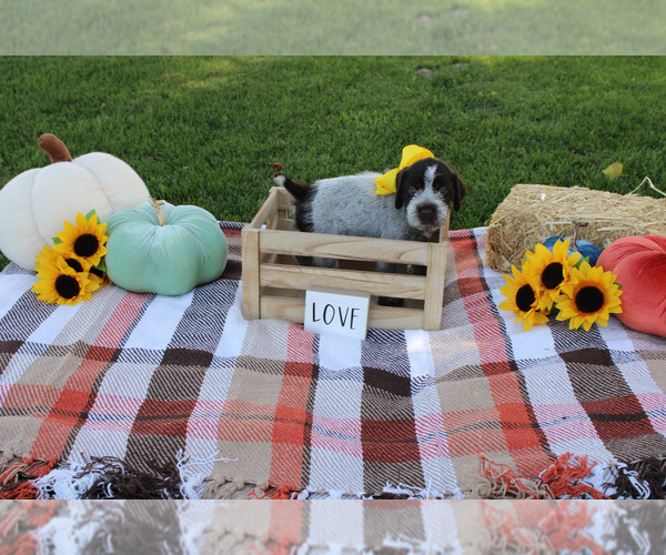 Medium Photo #8 Wirehaired Pointing Griffon Puppy For Sale in FAIRFIELD, MT, USA