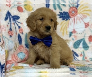 Golden Retriever Puppy for sale in LANCASTER, PA, USA