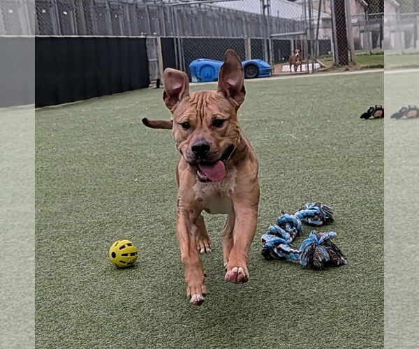 Medium Photo #5 Bulldog-Unknown Mix Puppy For Sale in The Woodlands, TX, USA