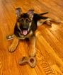 Small Photo #1 German Shepherd Dog Puppy For Sale in CARTERSVILLE, GA, USA
