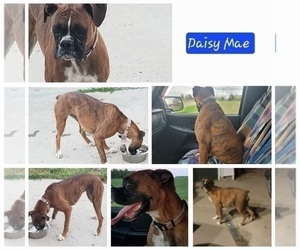Mother of the Boxer puppies born on 05/27/2026