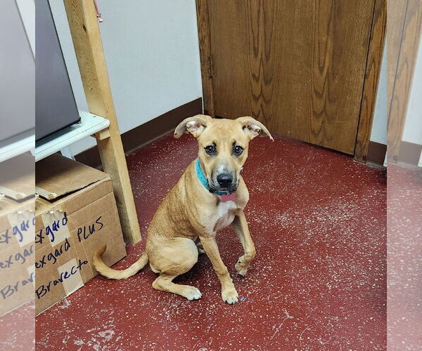 Medium Photo #6 Mutt Puppy For Sale in Fargo, ND, USA