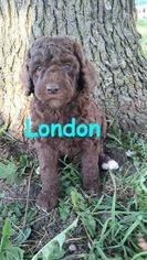 Poodle (Standard) Puppy for sale in DULUTH, KS, USA