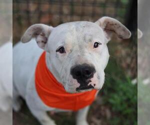 American Staffordshire Terrier-Unknown Mix Dogs for adoption in San Antonio, TX, USA