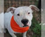 Small American Staffordshire Terrier Mix