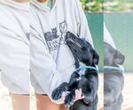 Small Photo #6 Labrador Retriever-Unknown Mix Puppy For Sale in Hilton Head, SC, USA