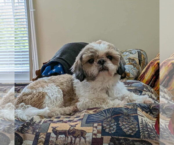 Medium Photo #2 Shih Tzu-Unknown Mix Puppy For Sale in Rochester, NY, USA