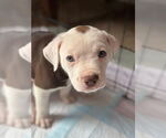 Small #1 Bullboxer Pit