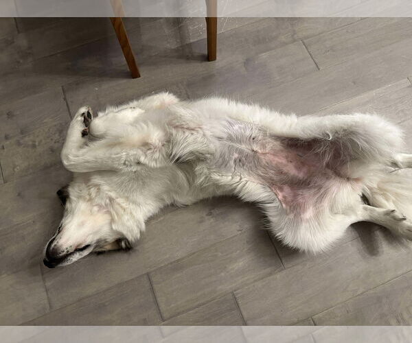 Medium Photo #5 Anatolian Pyrenees Puppy For Sale in Houston, TX, USA