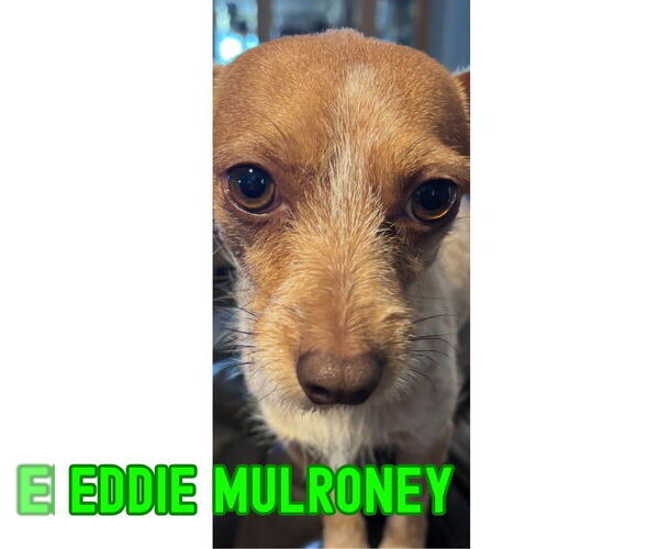 Medium Photo #9 Dachshund-Unknown Mix Puppy For Sale in San Antonio, TX, USA