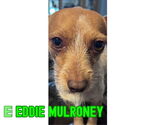 Small #8 Dachshund Mix