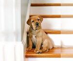 Small Photo #2 Labrador Retriever Puppy For Sale in ROSWELL, GA, USA